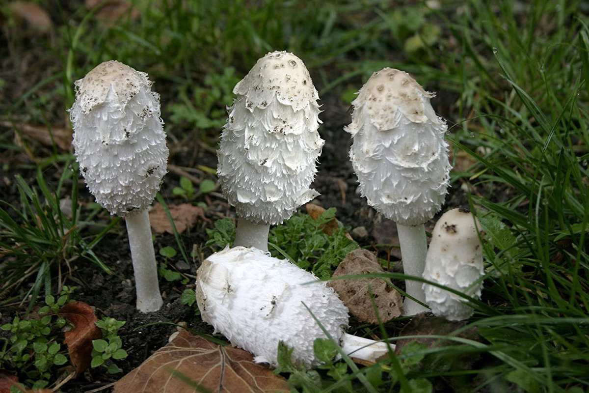 Coprinus comatus - is an edible mushroom that’s quite common. Unlike most other mushroom species, this bizarre mushroom will dissolve itself within hours of depositing spores or being picked. Therefore, this mushroom must be consumed shortly after picking, before it turns black