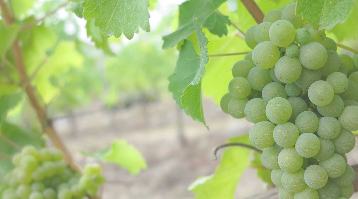 Virgin Radio Victoria (@virginradiovic) on Twitter photo "Made in Cowichan Valley" is coming to a wine bottle near you! It's official! We chatted with Mike from <a href="/EmandareWine/">Emandare Vineyard</a> on the show about the exciting news. - Brittany & Chris <a href="/cowichantourism/">Tourism Cowichan</a> fw.to/U2SRWyZ "Made in Cowichan Valley" is coming to a wine bottle near you! It's official! We chatted with Mike from <a href="/EmandareWine/">Emandare Vineyard</a> on the show about the exciting news. - Brittany & Chris <a href="/cowichantourism/">Tourism Cowichan</a> fw.to/U2SRWyZ