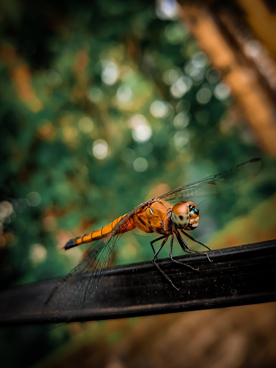rano_jn's tweet photo. I didn't even thought that I could capture it,
I was thinking that it would fly away before pressing the capture button, but I was lucky🥰🥰...glad.
#flies #color #insect #insectphotography #grasshopper #insects_of_our_world #insectlovers #lightroommobile #pictureoftheday #nature https://t.co/pPjTEW1xkJ