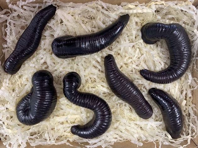 MutterMuseum's tweet photo. Join us next Monday 7/20 at 10:30AM as Dr. Hicks and his companion leech, Horatio, explore the world of the #MedicinalLeech. Hungry yet? Attendees will be entered to win a special prize of chocolate leeches thanks to @TheEdibleMuseum!
Register: https://t.co/0fnRAnoE68 https://t.co/ABFsDoKTEn