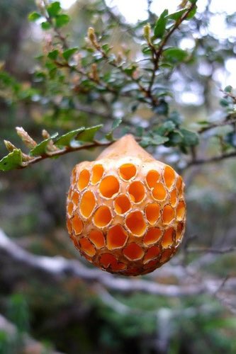 Cyttaria Gunnii - A parasitic mushroom that grows only in Australia on myrtle beech trees. Normally, their beautiful honeycomb structure is covered in an ugly, dull orange membrane. When sporing season comes around, however, look out!