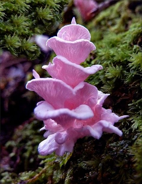 Podoserpula Miranda - The pink towers of 'Barbie pagoda' fungus; a nearly fluorescent, candy pink fungus species. Its fruiting bodies produce up to half-a-dozen caps diminishing in size from bottom to top, all emanating from a central stem that can reach 10cm in height.