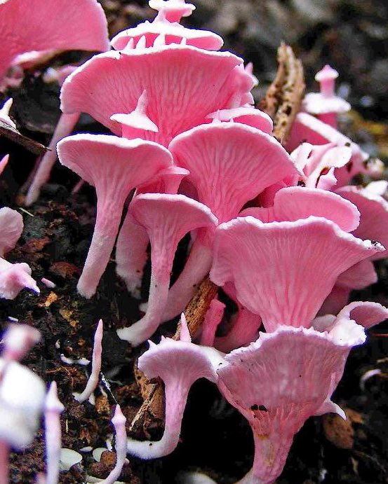 Podoserpula Miranda - The pink towers of 'Barbie pagoda' fungus; a nearly fluorescent, candy pink fungus species. Its fruiting bodies produce up to half-a-dozen caps diminishing in size from bottom to top, all emanating from a central stem that can reach 10cm in height.