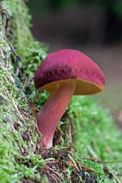 Tricholomopsis Rutilans - known by the unusual but apt common name of Plums and Custard or, less commonly Red-haired agaric, is a species of gilled mushroom found across Europe and North America