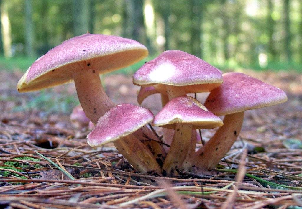 Tricholomopsis Rutilans - known by the unusual but apt common name of Plums and Custard or, less commonly Red-haired agaric, is a species of gilled mushroom found across Europe and North America