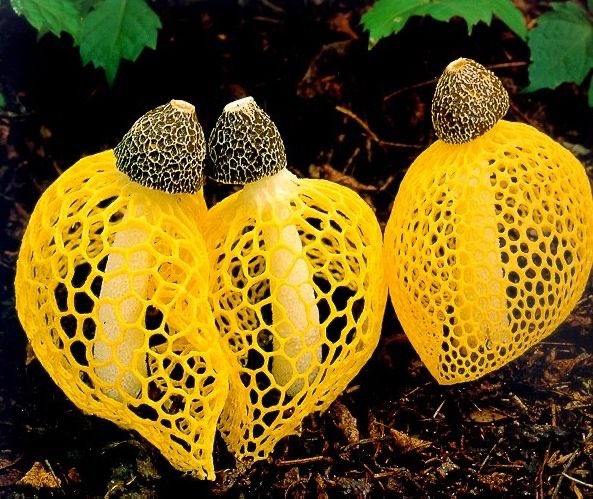 Dictyophora Indusiata - comes from a family of mushrooms called "Phallus." You'll never guess why. Despite the unseemly name, though, Phallus mushrooms are widely eaten in East Asia.