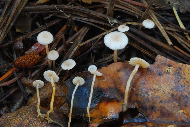 Collybia - tiny and delicate, Collybia mushrooms make their living sucking nutrients out of dead or decaying plant matter.