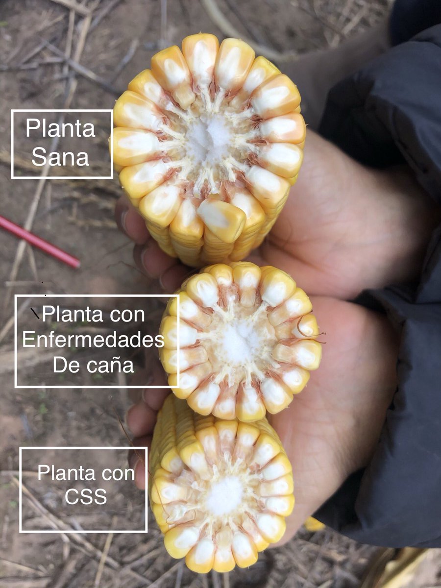 MjChaco's tweet photo. Una campaña con muy buenas condiciones para maíz, el llenado con 26% más de Heliofania, altas tazas de llenado y secado rápido. Las zonas con spiroplasma rinden entre 30 y 50% menos. Datos históricos 1950-2020 G. Herrera INTA Las Breñas Chaco. https://t.co/WoNzzFXslI