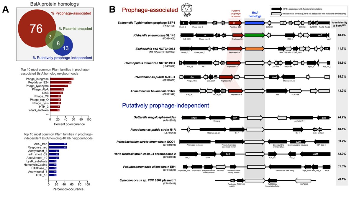 We found homologs of BstA in lots of pretty diverse bacteria, usually associated with prophages.But protein function-wise, we couldn't find out much about it except that it might contain a DNA-binding domain