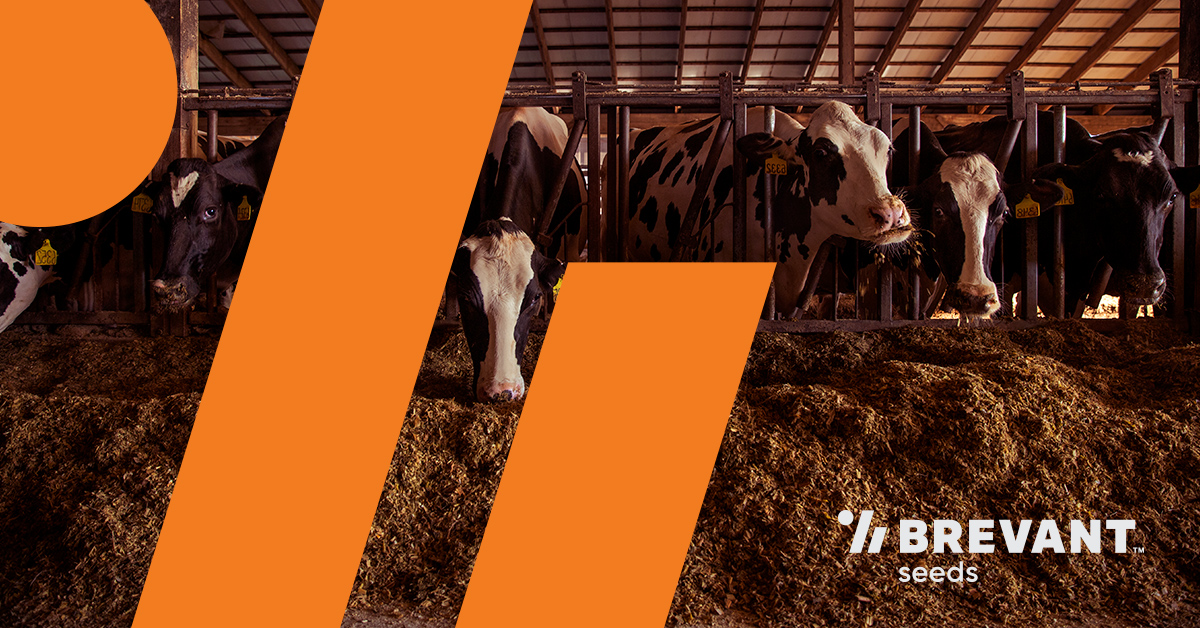 BrevantseedsUS's tweet photo. It's #CowAppreciationDay 🐄 We're proud to offer high-quality silage for one of our favorite animals. https://t.co/FzMigLIrZz