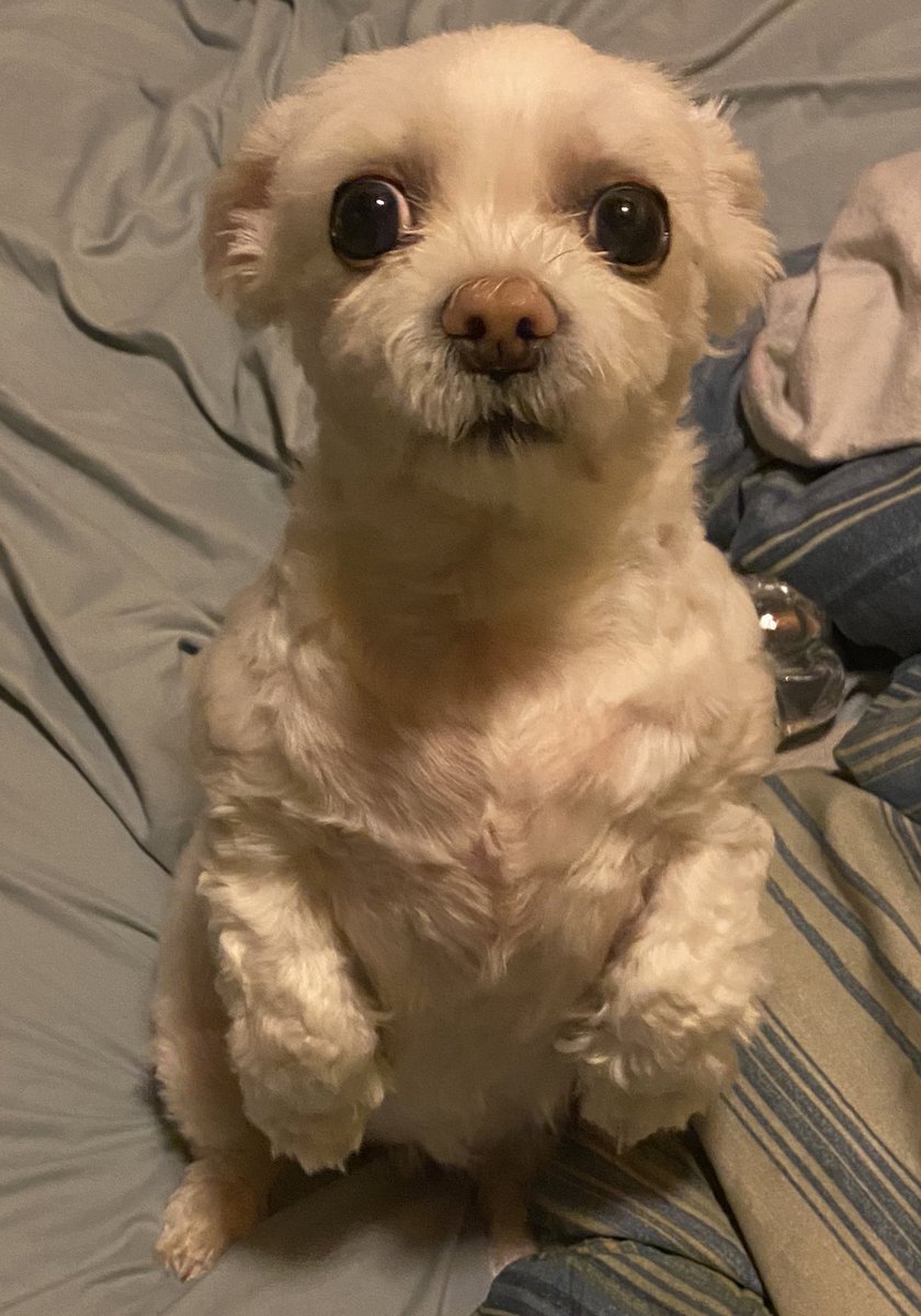 BadBoyHalo's tweet photo. Rat wants to be picked up :3 https://t.co/5cbmC19r8N