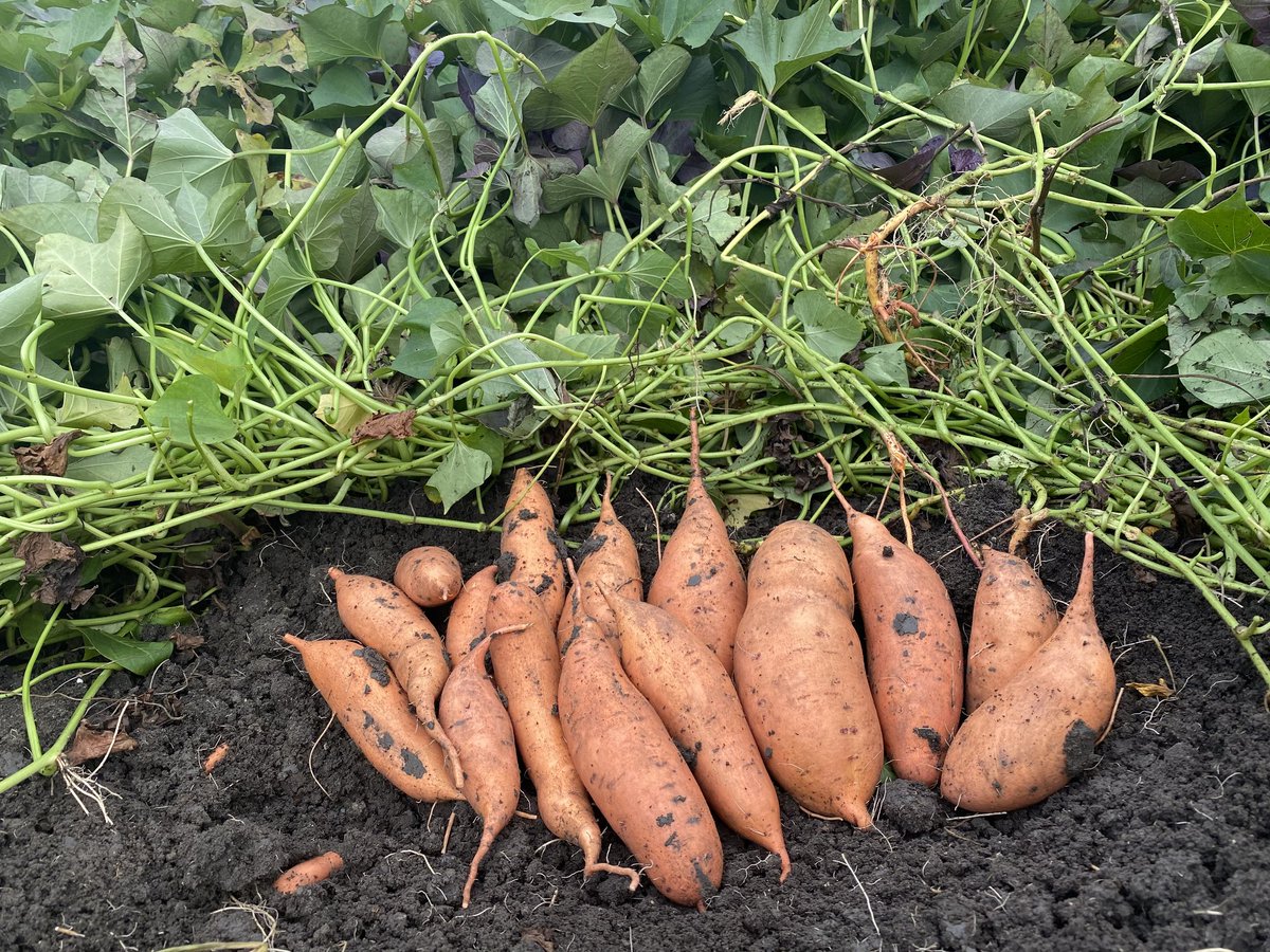 In times like these it is absolutely critical to practice a healthy diet.
Langplaas Orange Sweet Potatoes are packed with Vitamin A, Vitamin C, Potassium, Manganese and on top of it all are high in Fibre and low in Fat!
#healthy #farming #langplaas #agriculture #healthyfood