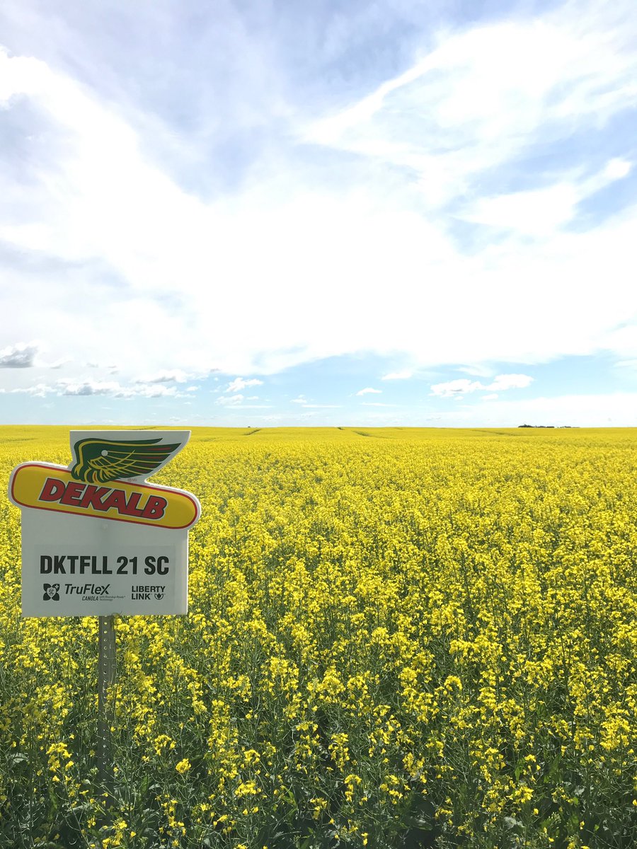 #DEKALB Canola trial is looking great at Davidson! Looking forward to showing off these varieties #tourseason #dekalbcanola #straightcut <a href="/DEKALB_Canada/">DEKALB Canada</a> <a href="/Bayer4CropsCA/">Crop Science Canada</a> <a href="/gustgd/">Gerrid Gust 🇨🇦🧢</a>