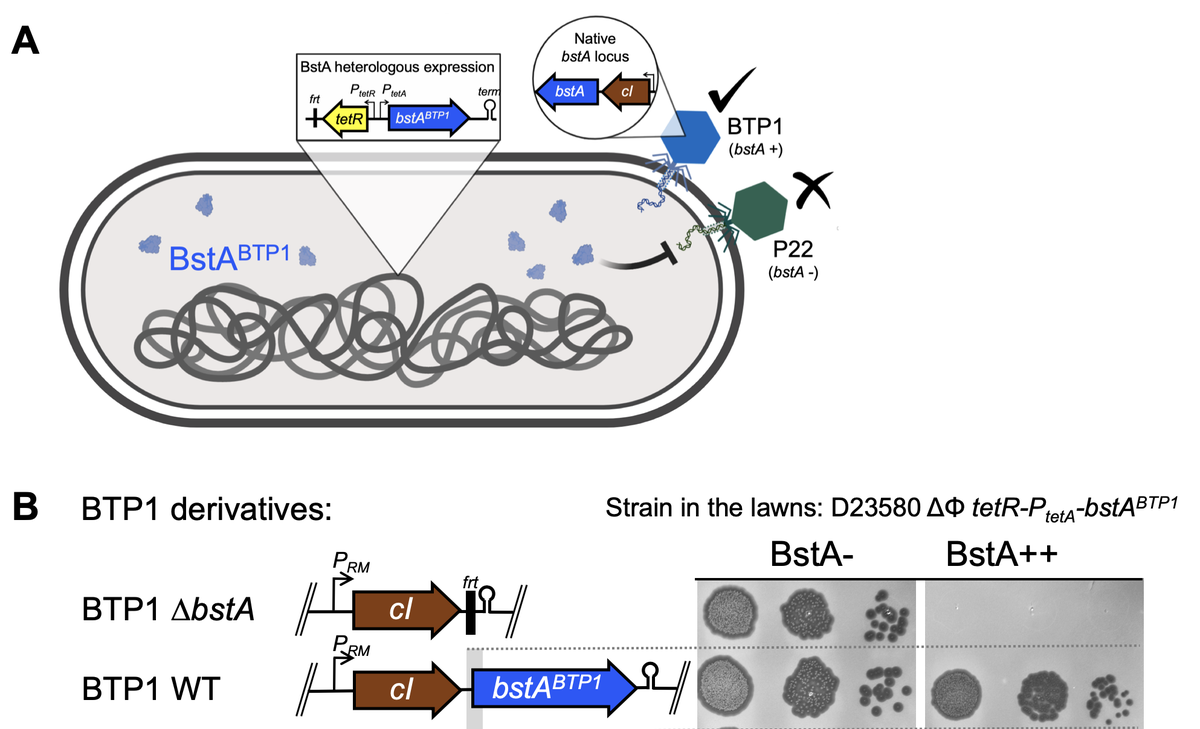 But weirdly, if I removed bstA from the phage, it became sensitive to BstA expression. Suggesting that the bstA gene could both confer, and SUPRESS, phage defence.
