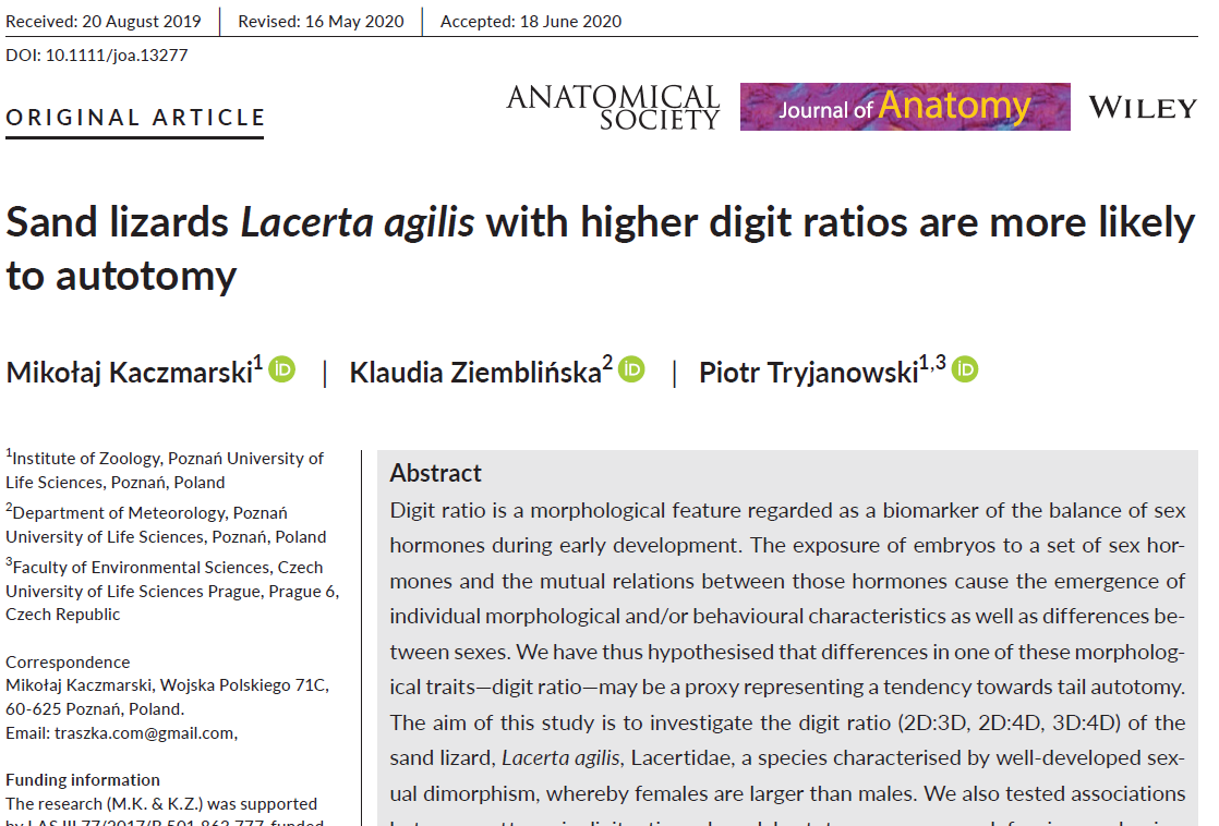 MrTraszka's tweet photo. My new article with Klaudia Ziemblińska and @GreatGreyTryjan about digit ratio, autotomy and sand #lizards #Lacerta agilis just published in in #Journal_of_Anatomy (early view) See: https://t.co/7CwzfUZ8cU
#herpsci #2D4D #ratio of second‐to‐fourth digits https://t.co/Nd8OYjN91v