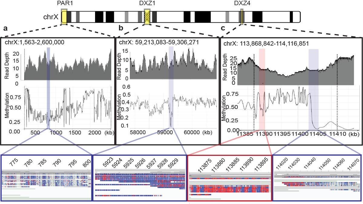 GershmanAriel's tweet photo. Amazing work by the #T2T consortium led by @khmiga and @aphillippy. It was an honor to be part of the team! Check out how we were able to probe methylation *inside* the human centromere. Now onto the next 23 :) https://t.co/5HHApWGMFC https://t.co/f76roG3aSA