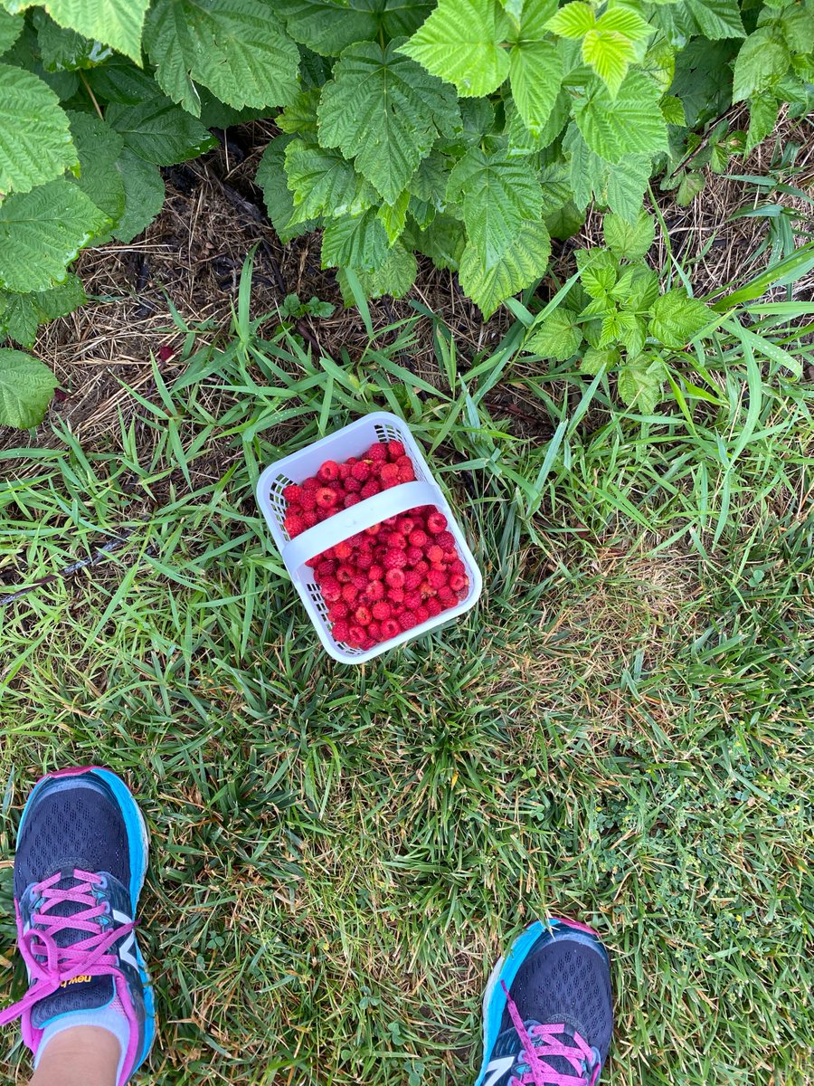 canceranoch's tweet image. #raspberrypicking