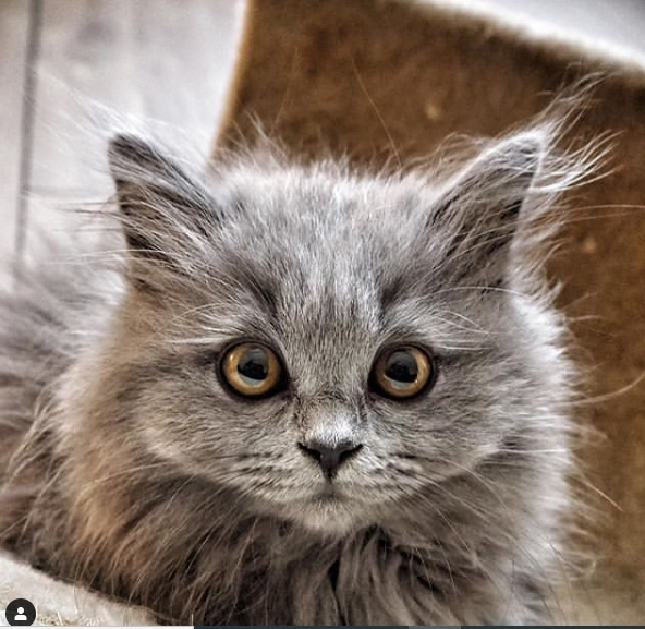 CatslovingC's tweet photo. h0w is #cat #FluffyFursday #CatsandBuddah #thursdaymorning #CatsOfTwitter https://t.co/CCAAw9WkIg