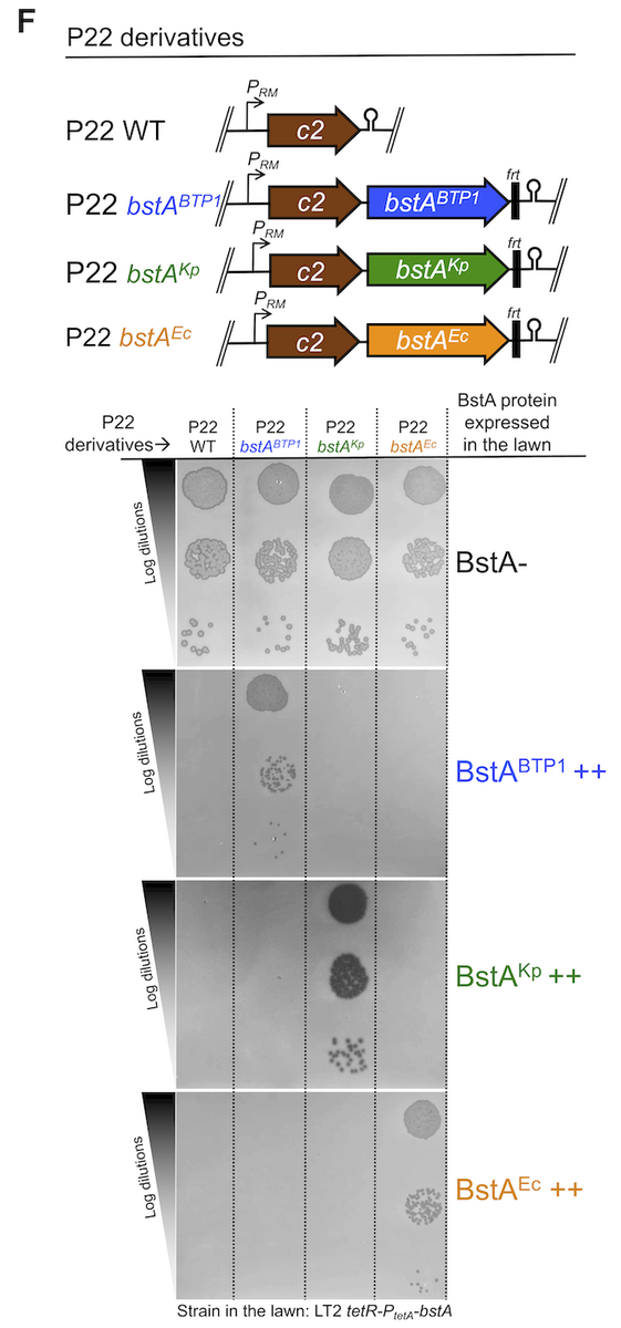 And lastly (maybe my favourite finding), these self-immunity elements (aba) appear to be cognate to each BstA homolog. So the aba from bstA(Salmonella) only suppresses BstA from Salmonella, not E. coli or Klebsiella, and vice versa