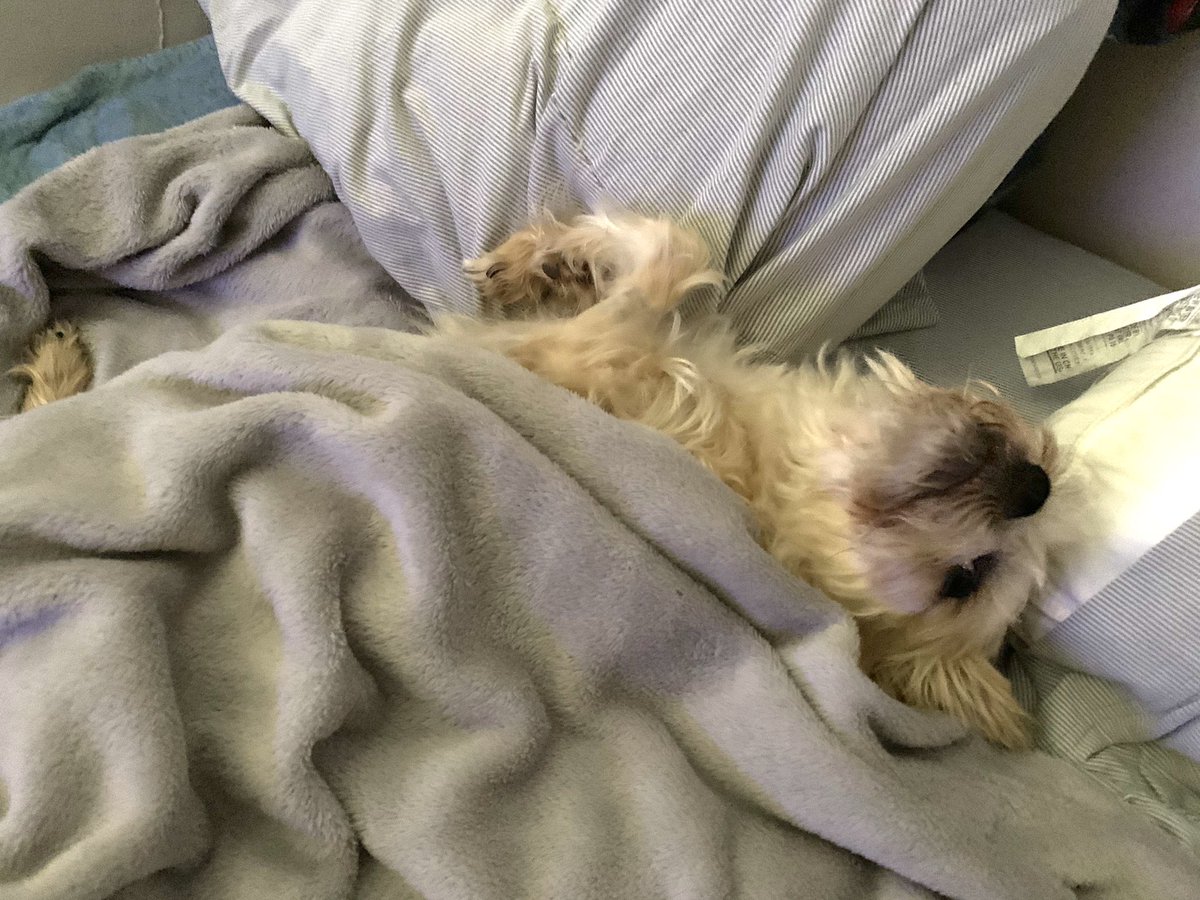 Day 2 Esri UC! Let’s do this!  My co-worker (foster pup Mia) is not excited as I am, she did not want to get out of bed. #esriuc