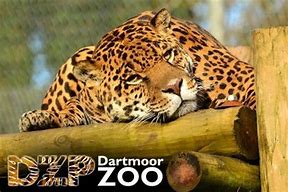 lovelywines's tweet photo. Have just done my final donation to Dartmoor Zoo, thanks to my fantastic customers we have raised over £900 for such a worthwhile cause, I have topped it up to £1000.  Best of luck to them as they re-open........ https://t.co/7qcmdnBN5b