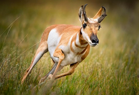 Joe_Eisenmann's tweet photo. Antilocapra americana
Max Speed: 61 mph (100 km/hr)
Stamina: 11 km in 10 min, an average speed of 65 km/h (40 mph)
Vo2max: 200 ml/kg/min (elite human=75-80)
The pronghorn antelope
#LoperPerformance https://t.co/l9QbWhRcH1