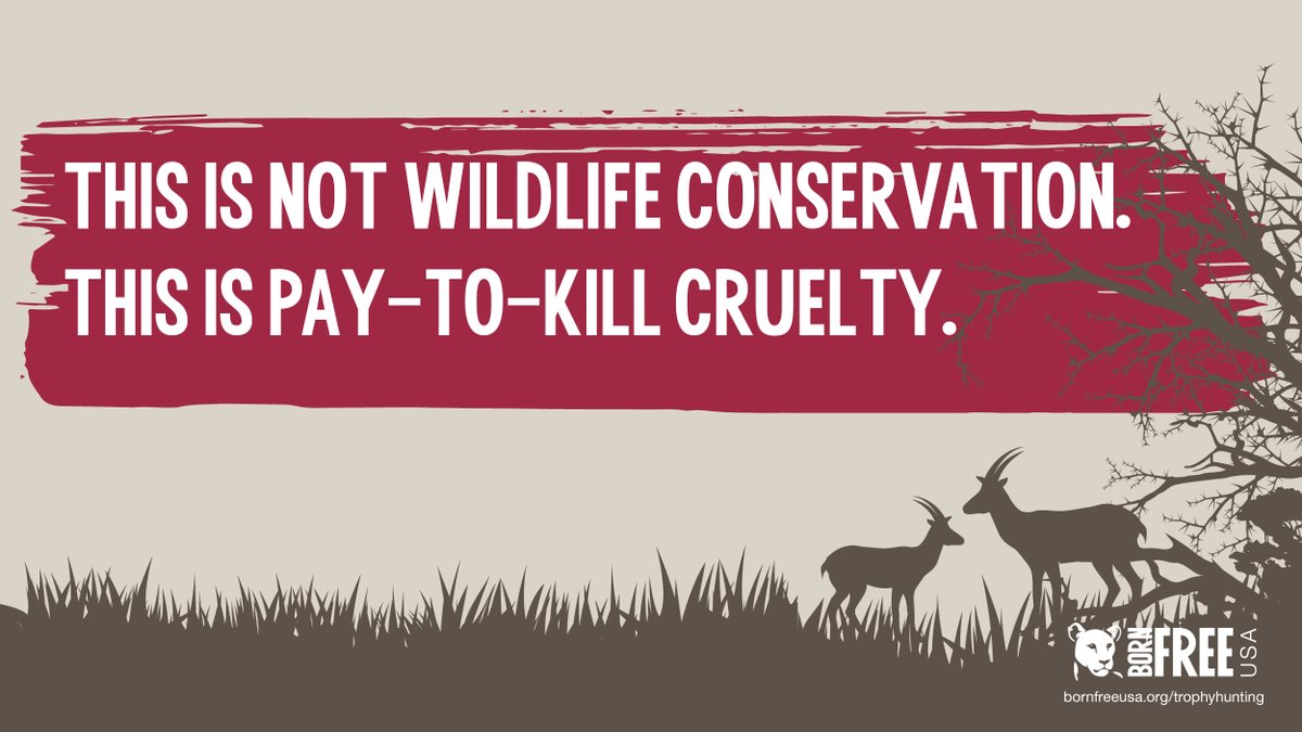 BornFreeUSA's tweet photo. Thousands of animals suffer in the cruel #CannedHunting industry, incl. thousands in U.S. facilities &amp; ~8,000 #lions on #SouthAfrica lion farms, who are exploited from birth to death. RT IF YOU AGREE we must end ALL #TrophyHunting, incl. canned hunting! https://t.co/3LDmxtuCm5 https://t.co/66y5byUg4j