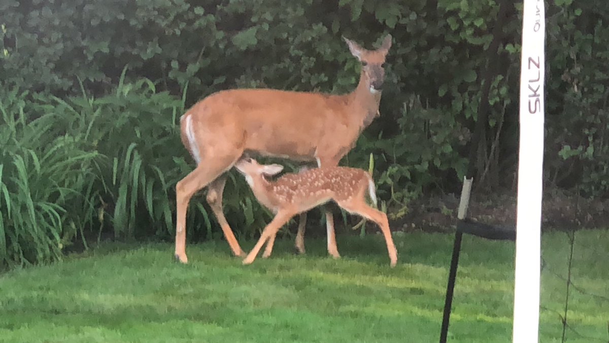 HereForTheJam's tweet photo. @aznpix This was our view last night. Such a beautiful moment to witness. They’ll be watching Alpine 7/14/19 with us tonight #DinnerandaMovie #phish  🦌 https://t.co/iuc94Ijnir