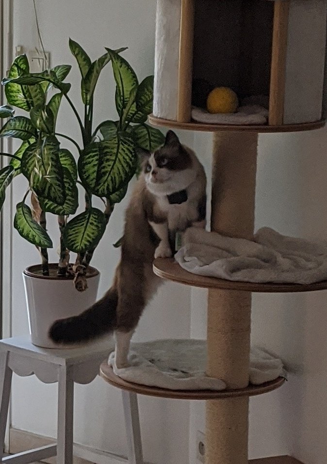 Yaya_Chutt et 🐒🦉 tweet media