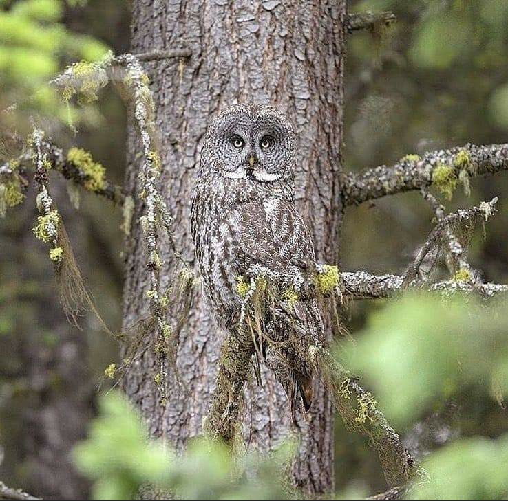 Largest Owl In The World