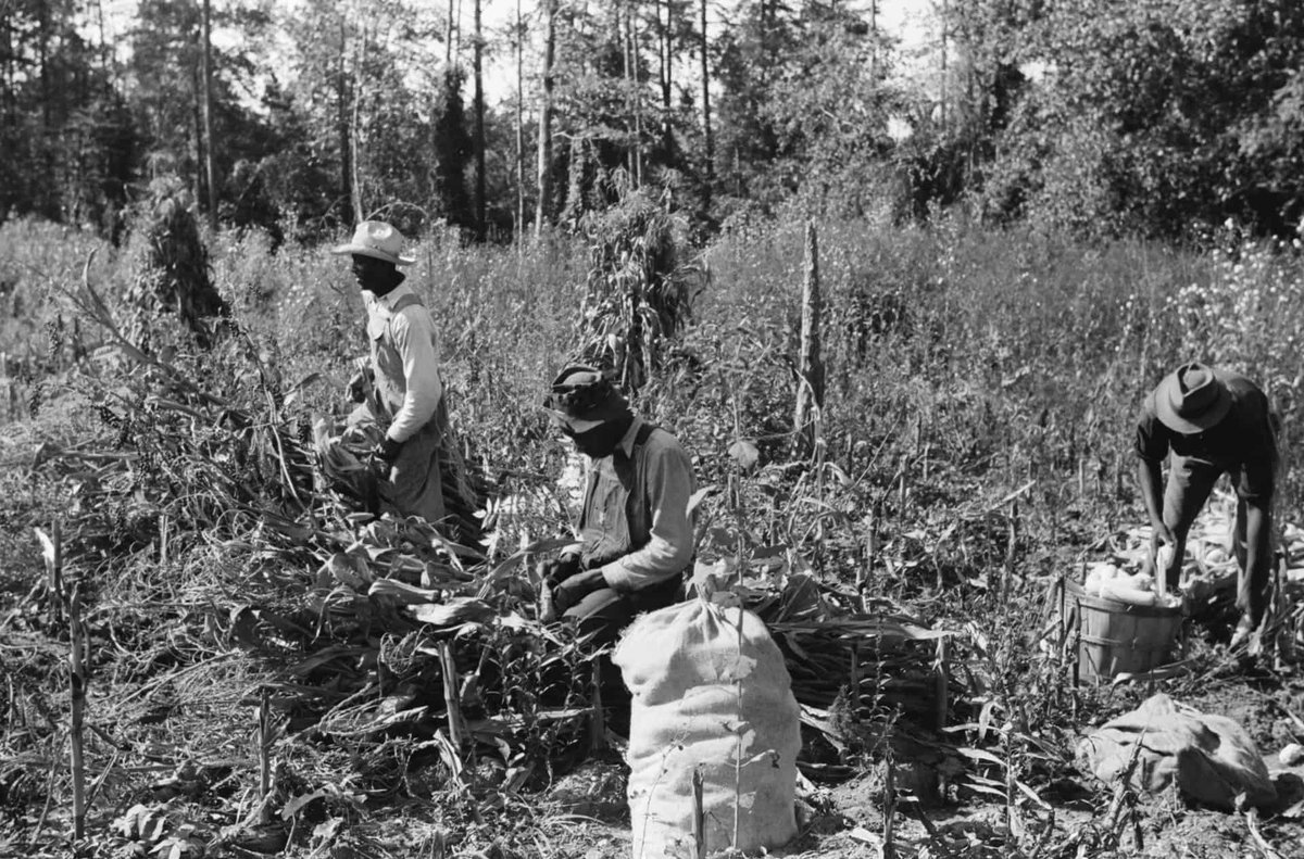 Despite a rich history, many people associate negative connotations to African Americans & agricultural labor largely due to the history of enslavement, exploitation through systems like sharecropping, lack of opportunities in other fields & the devaluing of agricultural skills.