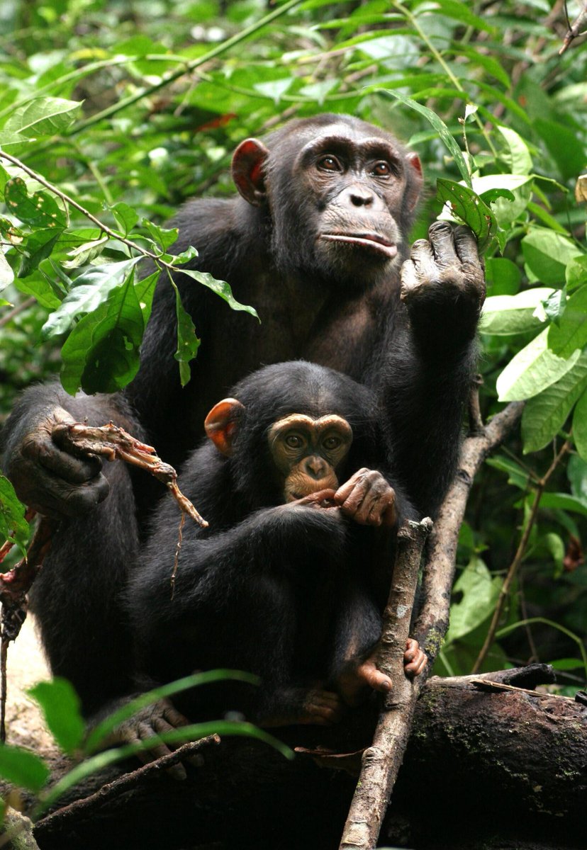 ApolloMapping's tweet photo. Las #chimpancés están desapareciendo, y la culpa es nuestra. 

https://t.co/sRTLeGsoMf

#ReducciónDeHábitat #DestrucciónDeHábitat #DisminuciónDeLaPoblación #Amenazadas #Raras #Monos #Selvas #Naturaleza #Conservación #CambioClimático #Biodiversidad #ApolloMapping https://t.co/N0qcL8eyO0