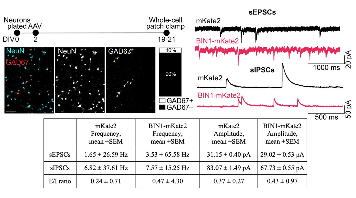 We hypothesized that increased activity is associated with increased synaptic drive. Indeed, BIN1 increased the frequency of both sEPSCs and sIPSCs, but decreased their amplitudes. However, mathematical E/I ratio of both increased, consistent with network hyperexcitability. 4/n