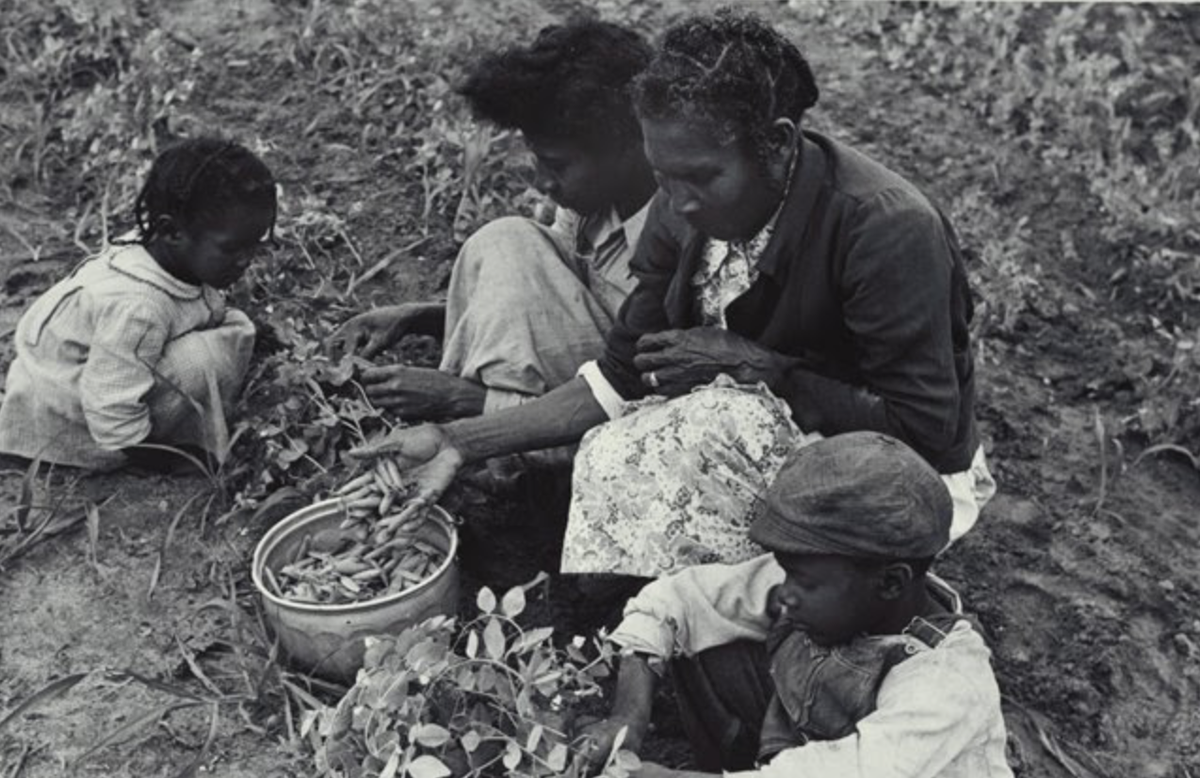 As the Civil Rights-Black Power Movements advocated for Black freedom, economic justice was also a key component. For many African Americans, especially those in rural locales, agricultural labor & other labor associated with the land were essential to their livelihood & survival