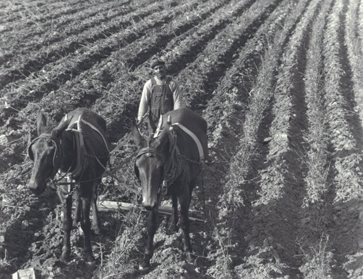 As the Civil Rights-Black Power Movements advocated for Black freedom, economic justice was also a key component. For many African Americans, especially those in rural locales, agricultural labor & other labor associated with the land were essential to their livelihood & survival