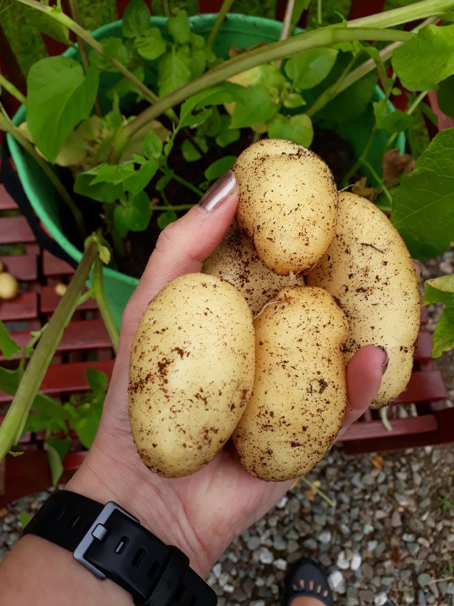 ju71e's tweet photo. Pretty happy with my #Arran Pilot potatoes in the felt bags, didn't really need the inspection hatch, felt let's you delve about #potatochat https://t.co/XRCK88r1sA