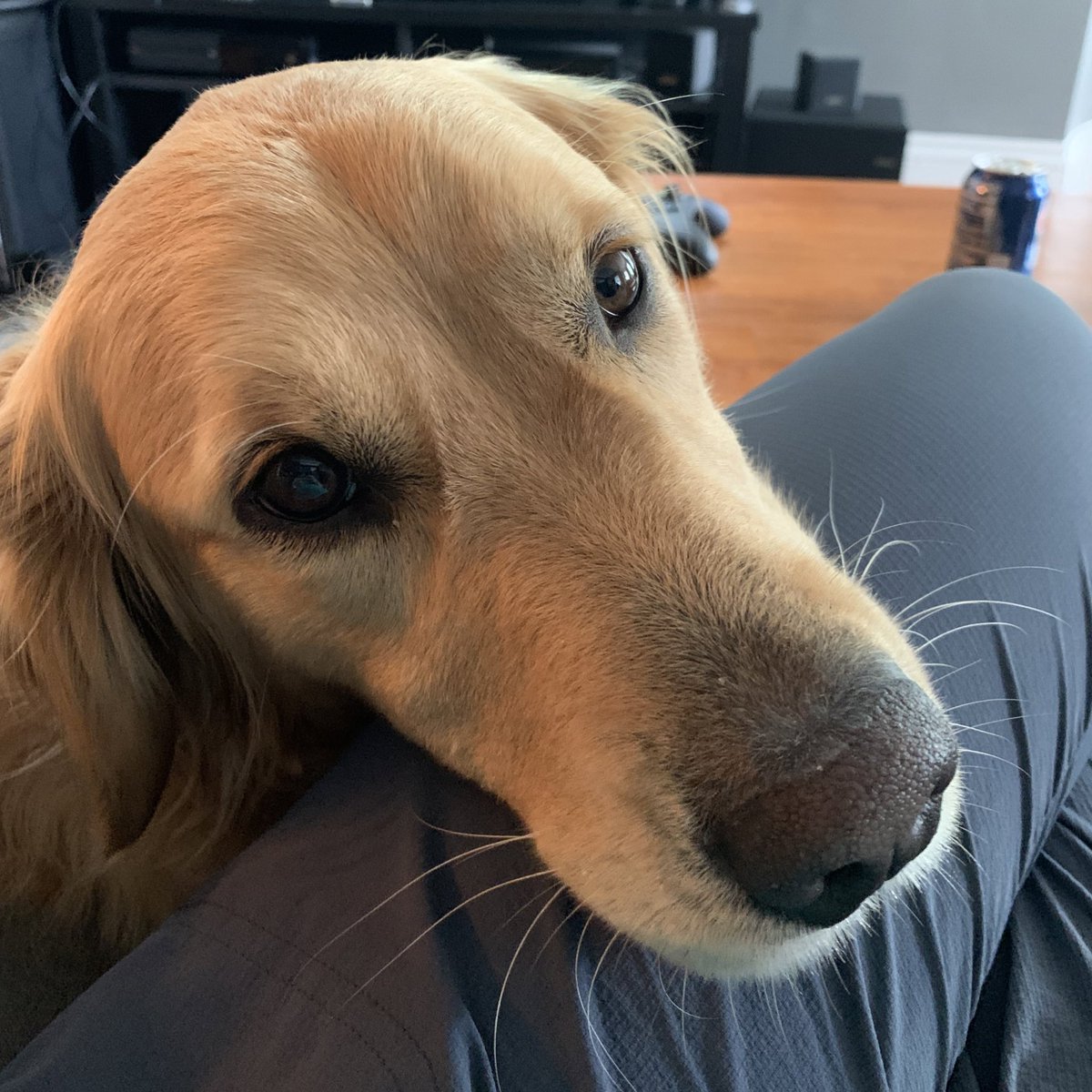 lifesizejackie's tweet photo. @dog_feelings https://t.co/IMtECSULQI