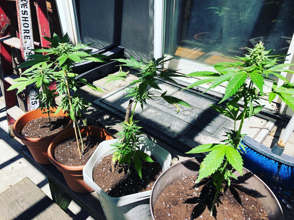 TwoJsLater's tweet image. Recently rescued these guys, they were rootbound in solo cups, flowering way too early. Repotted they’re doing much better but could get them to revert to vegetation. I’ll keep giving them love and see what we get. - Ras Jedi  #cannabis #cannabisculture #rescues #weed #maryjane
