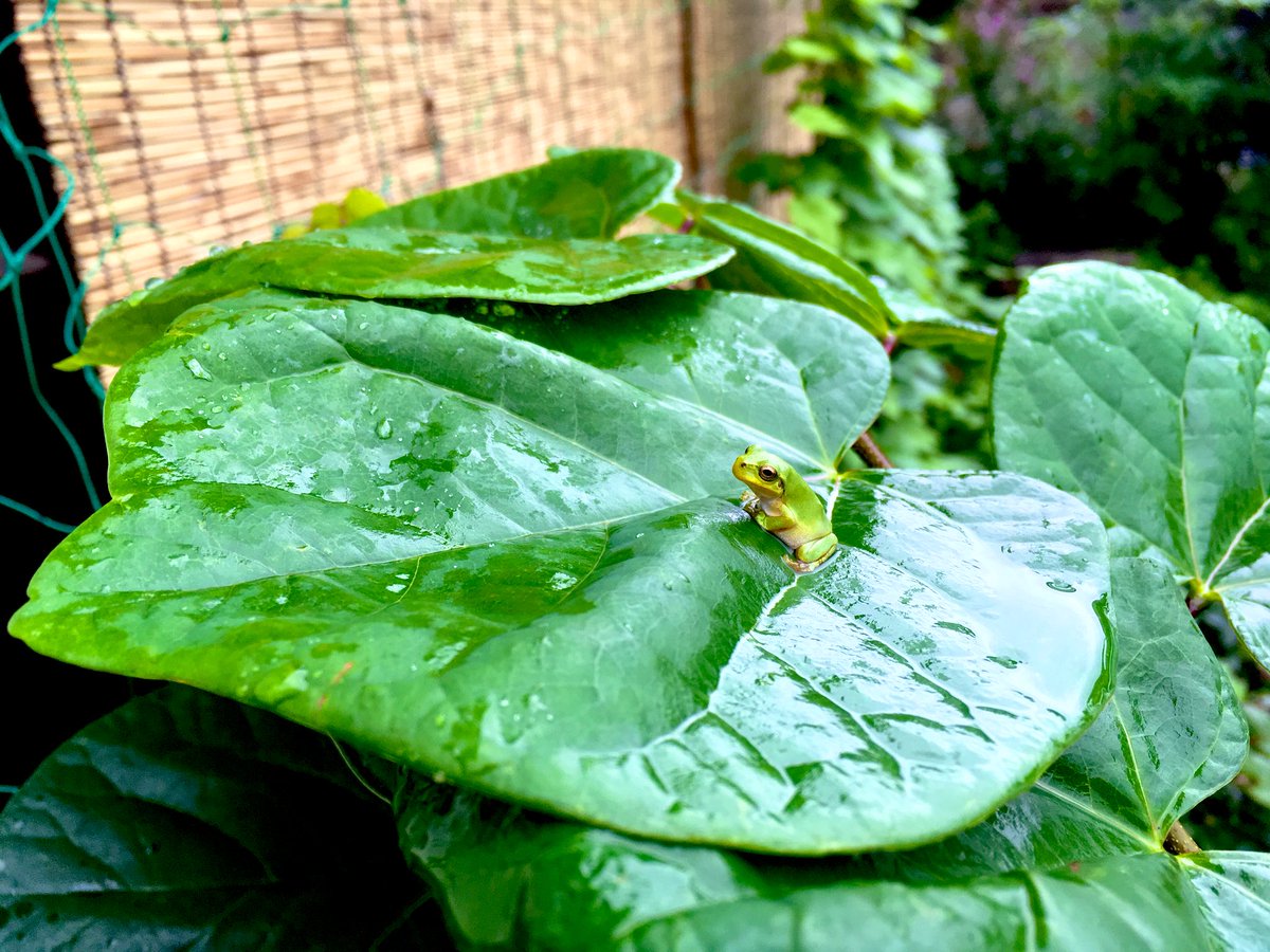 劇団ガバメンツ 雨続きでカエルが葉っぱの上や下にたくさんついていました そろそろ太陽みたいですね 芝