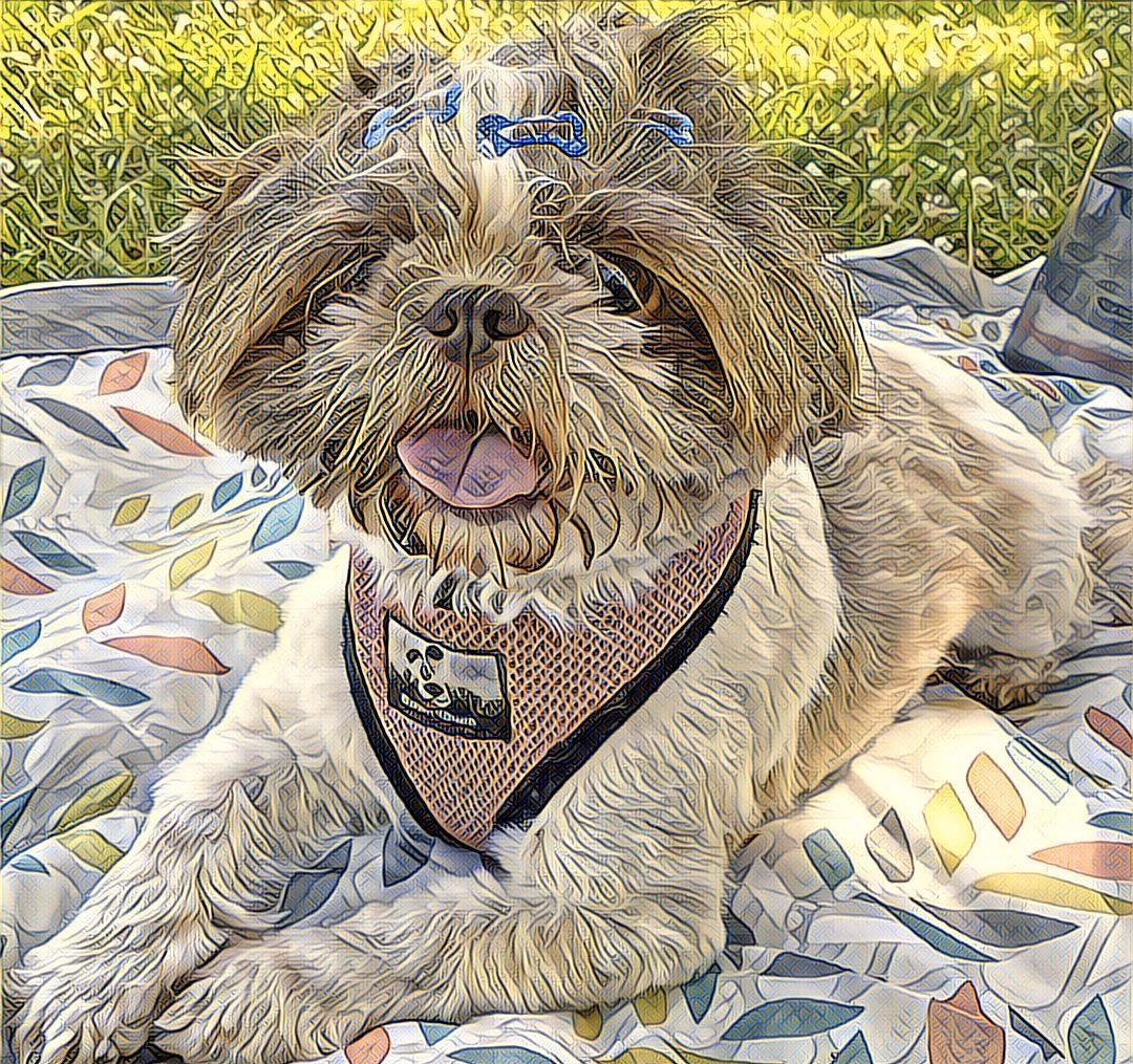 ShihTzuMolly's tweet photo. Love outdoor picnic https://t.co/pnfPG1T4bO