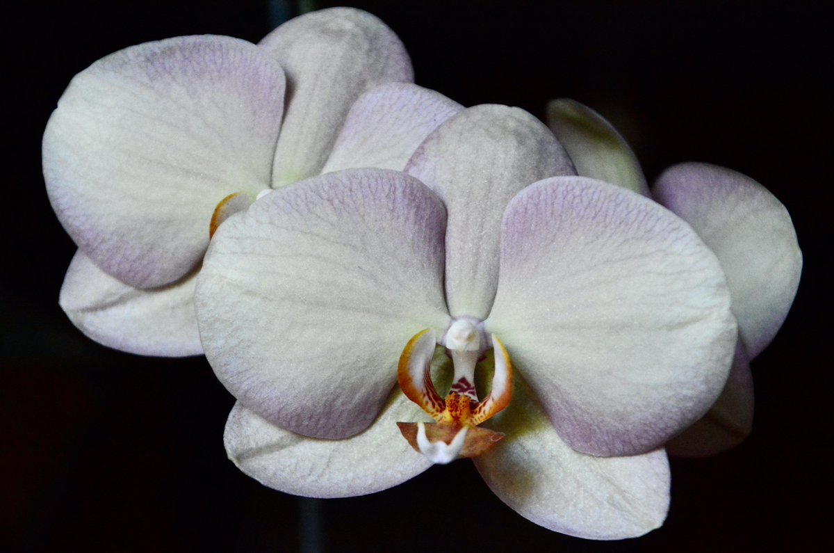 "This orchid is not the only thing that’s sheltered with us since the beginning but is finally running out." cathydemoll.com/new-blog//day-…
#COVID #pandemiclife #ShelterInPlace