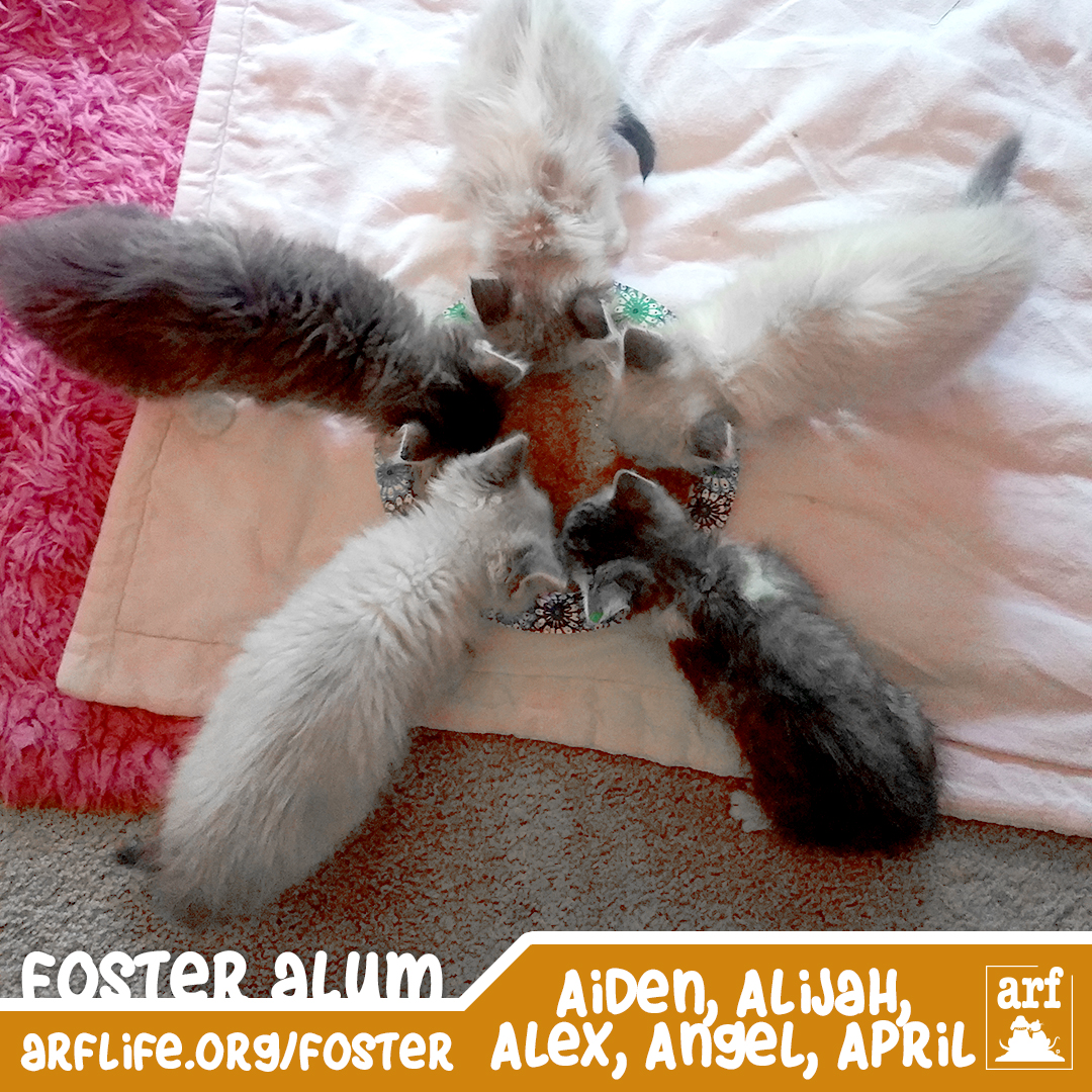 arf foster