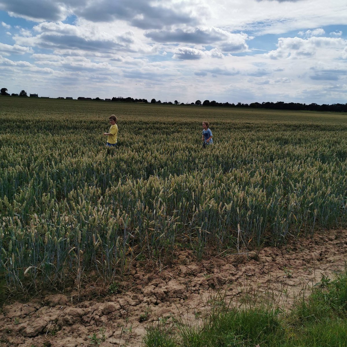 Gemmastones2's tweet photo. Theses 3 are always in a feild and always up to no good. we have another 7 weeks before theses 3 return to school lets see how many more memories we can make @WonderfulWrens @GilberdykeRocks @kingfishers2020 @StarlingsGPS https://t.co/Yx3PjAmhsD