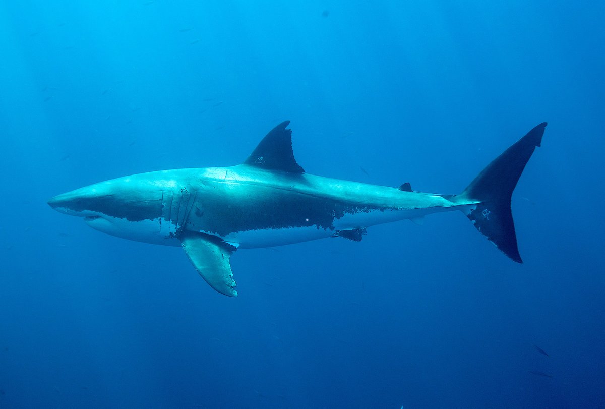 OCEARCH's tweet photo. We’re honored this #SharkAwarenessDay to announce luxury Swiss watchmaker @ulysse_nardin as our newest partner! We’ll work together to accelerate our oceans’ return to abundance by gathering vital data to protect sharks, the balance keepers of our oceans. https://t.co/BYcJ89pcFx https://t.co/rlKFQH0wx2