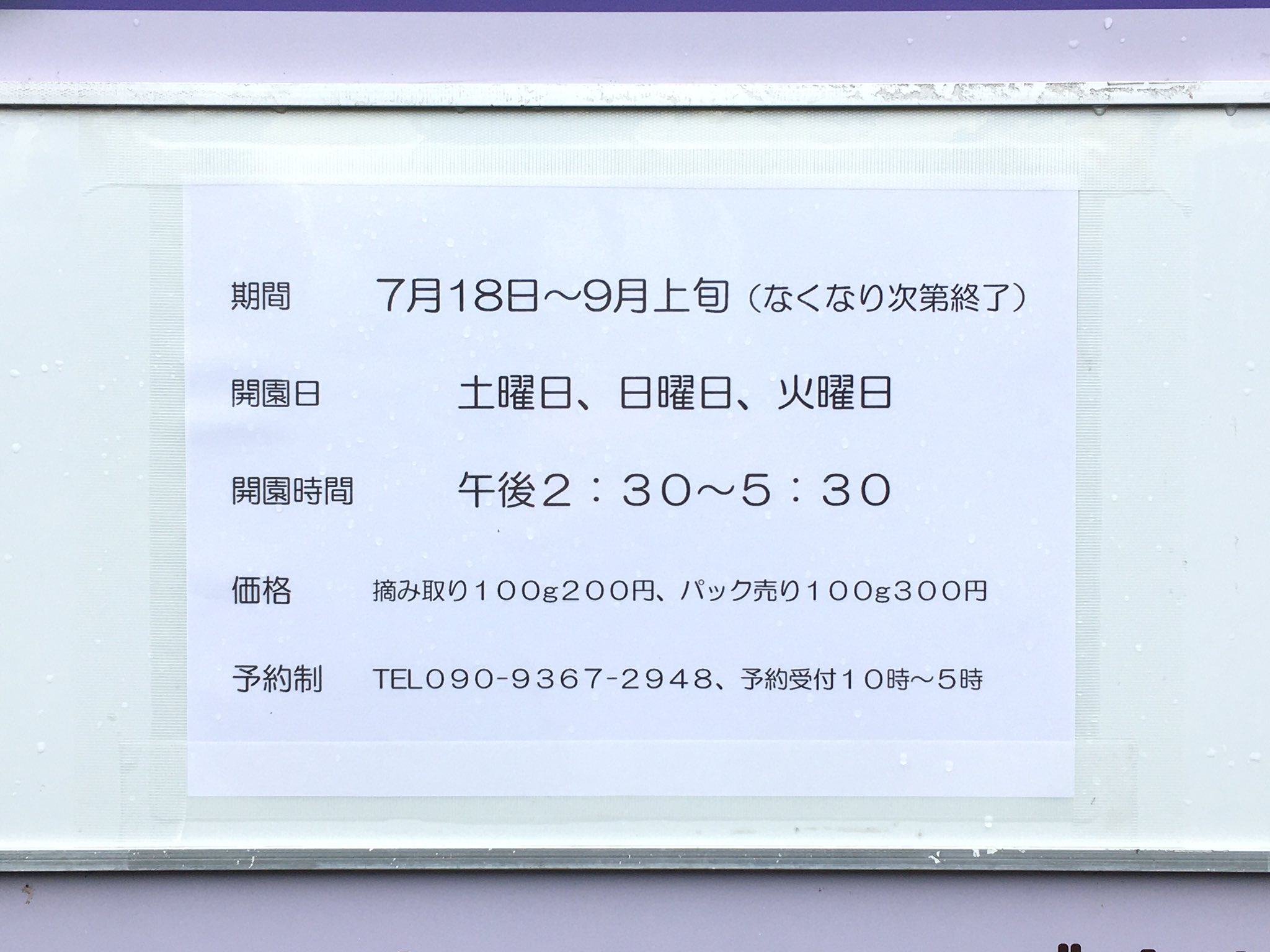 ブルーベリーフィールズ本橋農園 Twitter Search Twitter