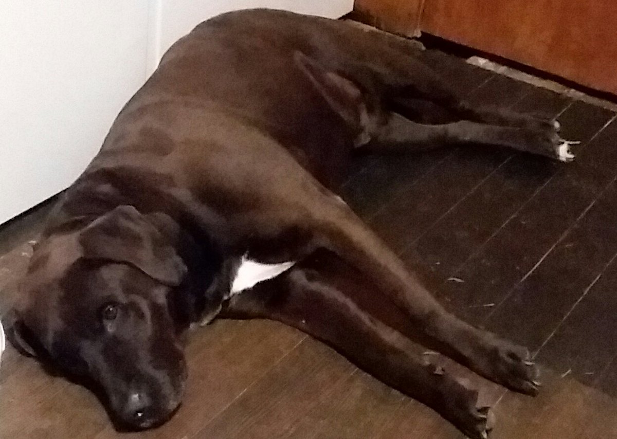 sweetiepiesnow's tweet photo. Did you just put more food in that canine #vortex? You both ate 2xs already. Yes, I have a couple bites of hay and a pellet or two. That's from long time ago. Just wait until that #syncophant turns on you. I saw those teeth when he was grooming me. Vicious!
#Whistpr #Vss365 https://t.co/MWVTi1Cxgn