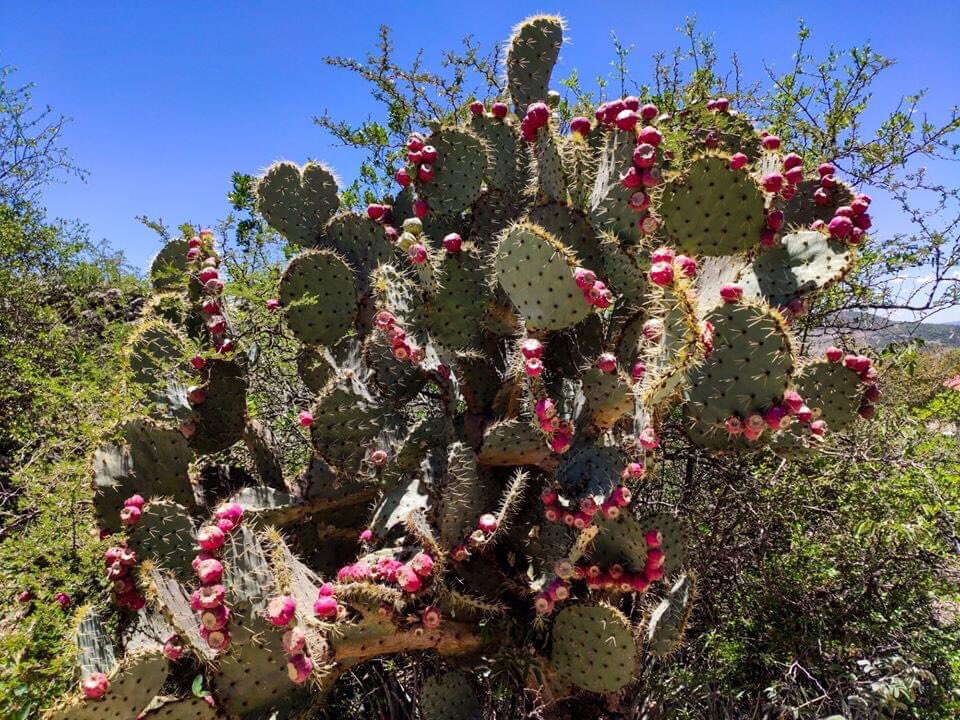 IturbideTravel's tweet photo. El noroeste de #Guanajuato ¡Tiene mucho que ofrecer! 🌵✨ Cuando visites #SanJoséIturbide date una escapada también a #TierraBlanca lo puedes encontrar a tan solo 36 minutos y puedes disfrutar de increíbles vistas. 🛤🏜

📷 Encuadre 359 https://t.co/poE7IBlo7s