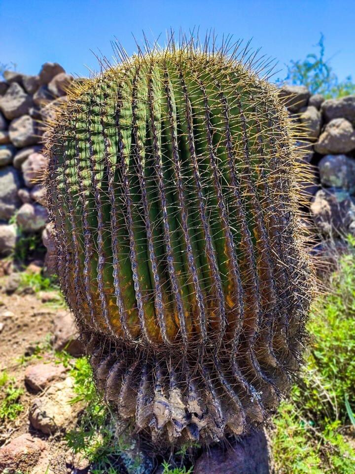 IturbideTravel's tweet photo. El noroeste de #Guanajuato ¡Tiene mucho que ofrecer! 🌵✨ Cuando visites #SanJoséIturbide date una escapada también a #TierraBlanca lo puedes encontrar a tan solo 36 minutos y puedes disfrutar de increíbles vistas. 🛤🏜

📷 Encuadre 359 https://t.co/poE7IBlo7s