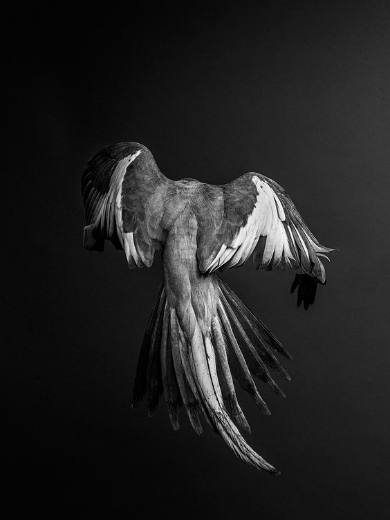 savemalechicks's tweet photo. Bird portraits
 Gary Heery https://t.co/nPojjyOnuh