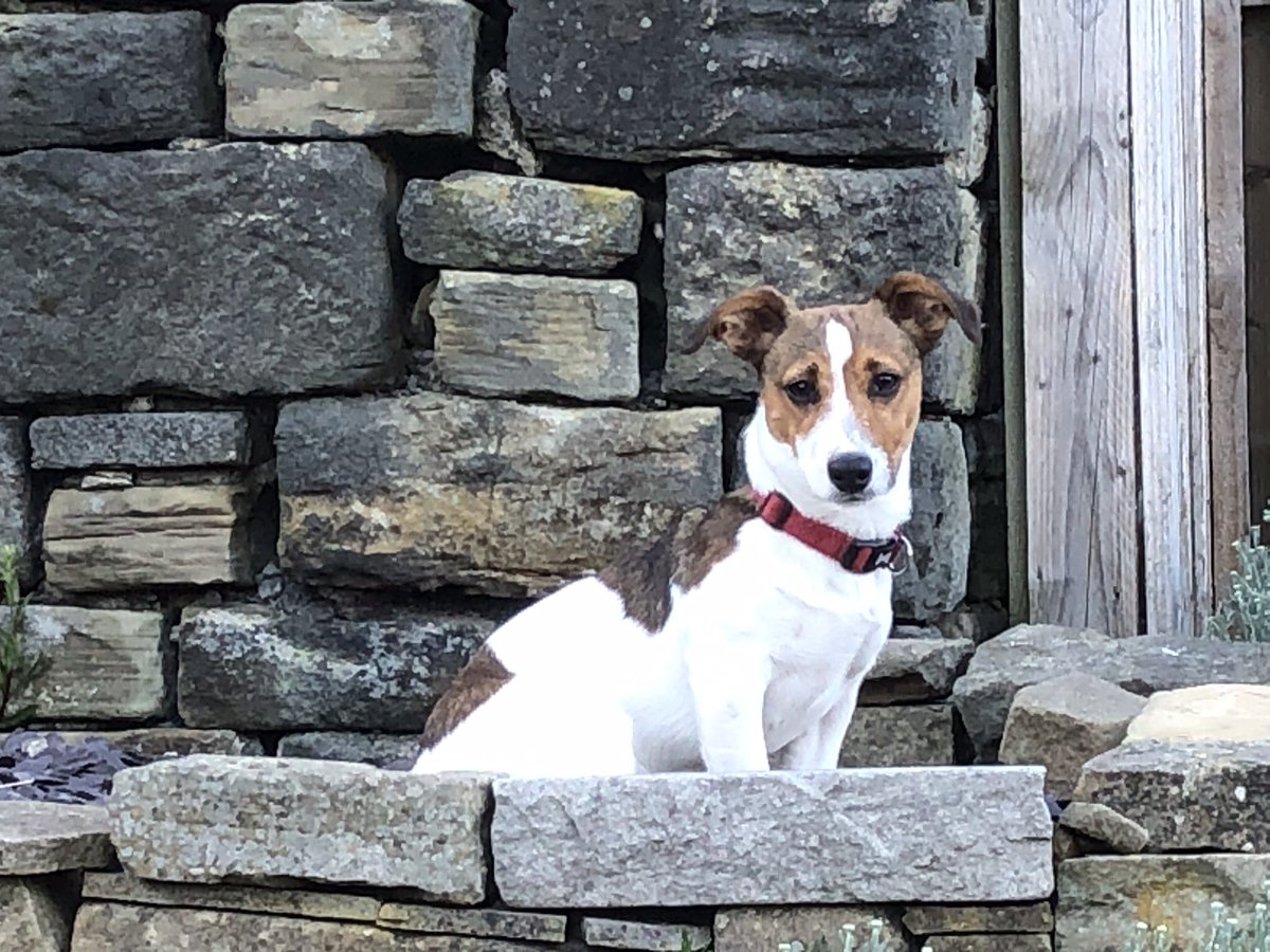 AndrewLowe5's tweet photo. Love my little lad, he’s mischievous but he is also loyal and a great companion #mansbestfriend #doesnotlie #greatcompany https://t.co/s12i6ZEujz